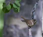 House Wren 0304